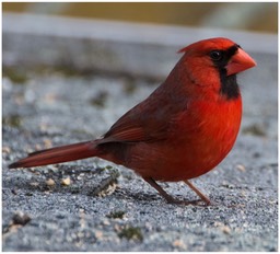Red Carnial.jpg